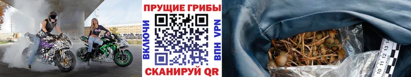 Галлюциногенные грибы Psilocybine cubensis Гуково